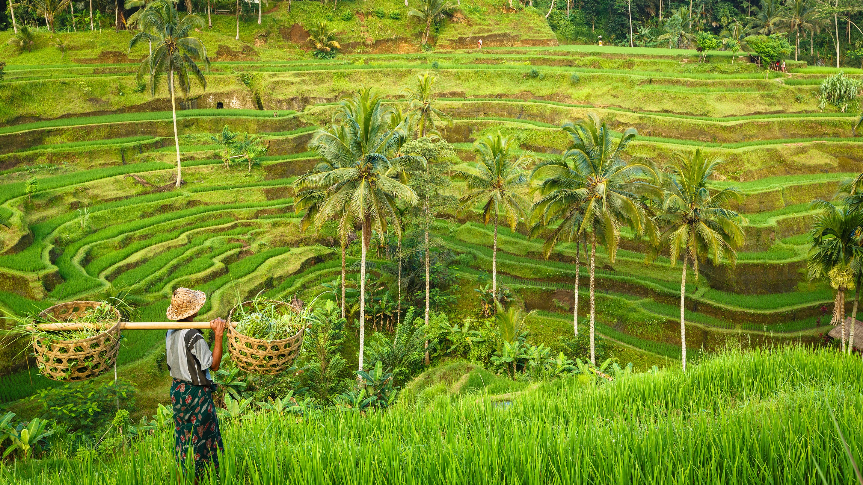 Bali Tegalalang Rice Field Terrace with Indonesian Farmer