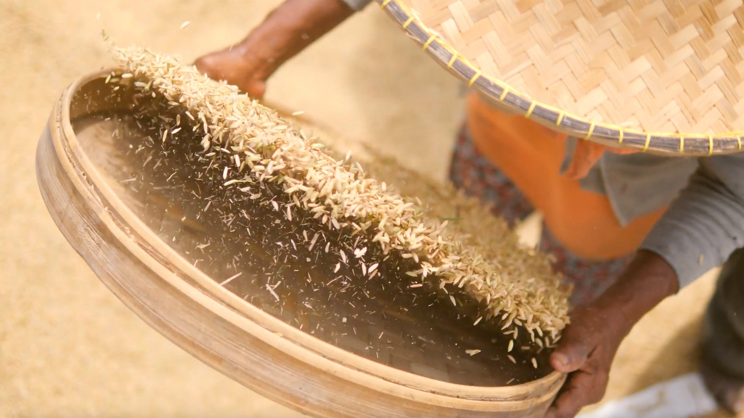 Bali Rice Harvest Sifting Rice 