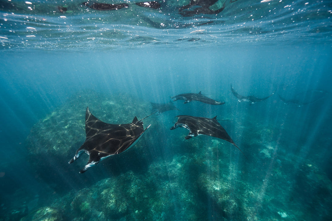 Visit Nusa Penida