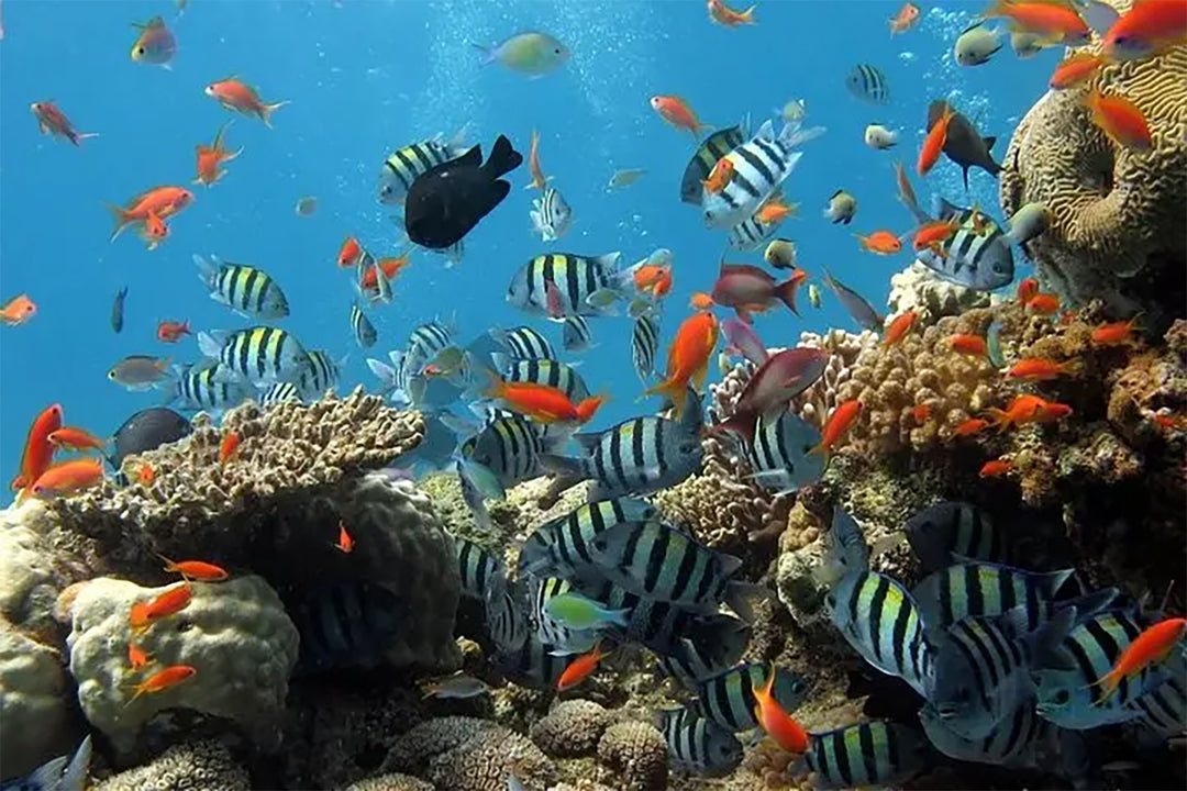 Snorkeling