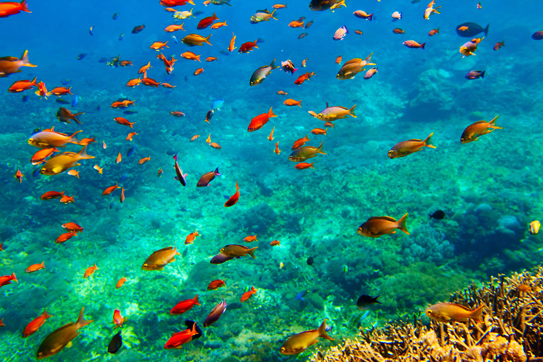 Snorkeling